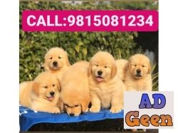 used Golden Retriever Male Puppy Available in Patiala . CALL9815081234 for sale 